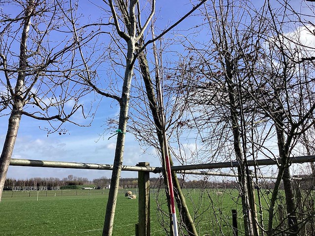 Krentenboom - vormboom - afbeelding 1 van  2