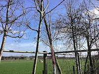 Krentenboom - vormboom - afbeelding 1 van  2