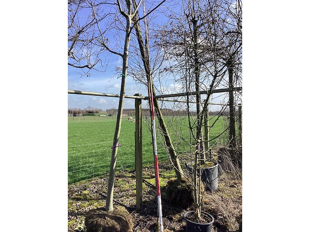 Krentenboom - vormboom - afbeelding 2 van  2