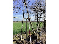 Krentenboom - vormboom - afbeelding 2 van  2