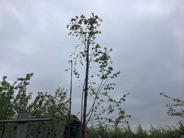 Krentenboom - vormboom - afbeelding 1 van  2
