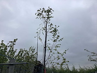Krentenboom - vormboom - afbeelding 1 van  2