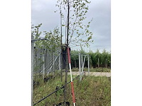 Krentenboom - vormboom - afbeelding 2 van  2