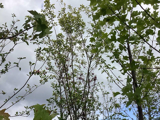 Krentenboom - vrucht- / fruitboom - afbeelding 1 van  2