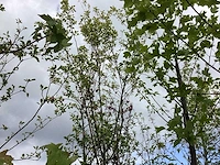 Krentenboom - vrucht- / fruitboom