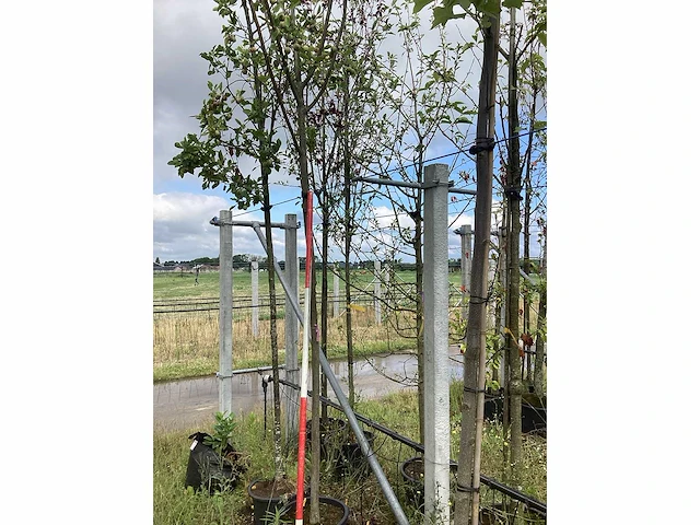 Krentenboom - vrucht- / fruitboom - afbeelding 2 van  2