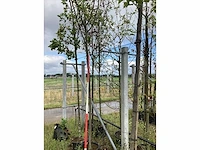 Krentenboom - vrucht- / fruitboom - afbeelding 2 van  2