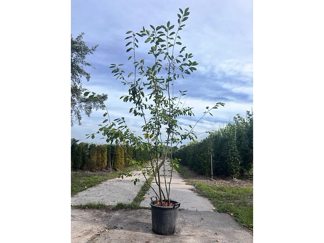 Krentenboompje, amelanchier lamarckii, meerstammig, witte bloesem, ca. 200-225 cm hoog - afbeelding 1 van  2