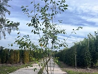 Krentenboompje, amelanchier lamarckii, meerstammig, witte bloesem, ca. 200-225 cm hoog