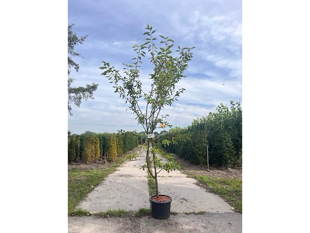 Krentenboompje, amelanchier lamarckii, solitair, ca. 200 cm hoog - afbeelding 1 van  2