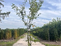 Krentenboompje, amelanchier lamarckii, solitair, ca. 200 cm hoog