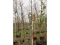 Krimlinde - sierboom - afbeelding 2 van  3