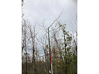 Krimlinde - sierboom - afbeelding 3 van  3