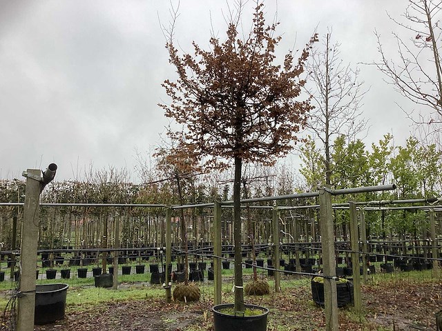 Kubus haagbeuk - vormboom - afbeelding 1 van  3