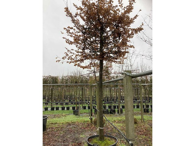 Kubus haagbeuk - vormboom - afbeelding 2 van  3