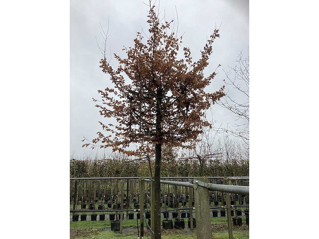 Kubus haagbeuk - vormboom - afbeelding 3 van  3