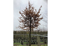 Kubus haagbeuk - vormboom - afbeelding 3 van  3