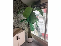 Kunst bananenboom