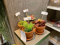 Kunst hangplanten (14x) - afbeelding 3 van  5