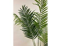 Kunst kamerplant “areca palm” - afbeelding 3 van  6