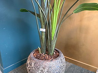 Kunst kamerplant in pot - afbeelding 3 van  5