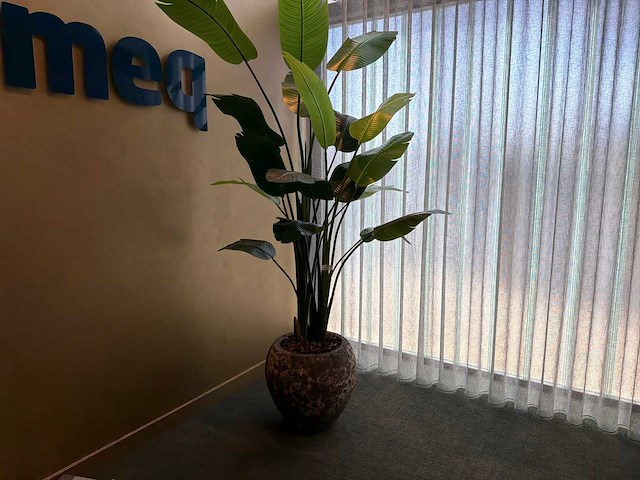 Kunst kamerplant in pot - afbeelding 1 van  5