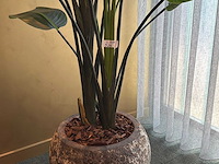 Kunst kamerplant in pot - afbeelding 3 van  5