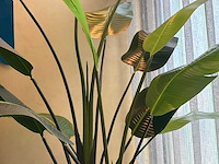 Kunst kamerplant in pot - afbeelding 4 van  5