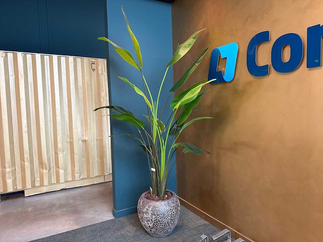 Kunst kamerplant in pot - afbeelding 1 van  2