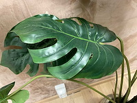 Kunst kamerplant “monstera” - afbeelding 6 van  6