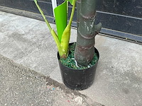 Kunst kamerplant - afbeelding 3 van  4
