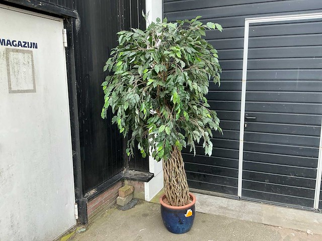 Kunst kamerplant - afbeelding 1 van  5