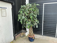 Kunst kamerplant - afbeelding 1 van  5