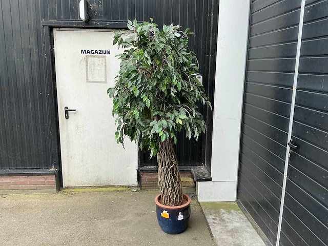 Kunst kamerplant - afbeelding 2 van  5