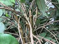 Kunst kamerplant - afbeelding 4 van  5