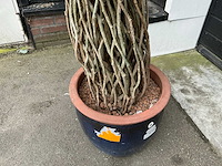 Kunst kamerplant - afbeelding 5 van  5