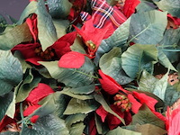 Kunst kerstster (poinsettia) in rieten mand - afbeelding 4 van  5