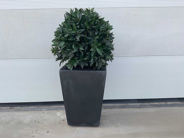 Kunst laurierbol in pot - afbeelding 4 van  4