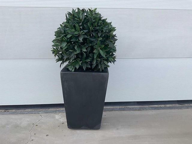 Kunst laurierbol in pot - afbeelding 1 van  4