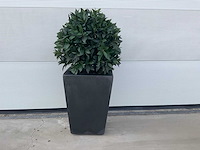 Kunst laurierbol in pot - afbeelding 1 van  4