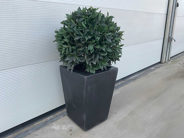 Kunst laurierbol in pot - afbeelding 2 van  4