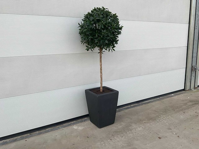 Kunst laurierboom in pot - afbeelding 1 van  6