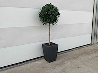 Kunst laurierboom in pot - afbeelding 1 van  6