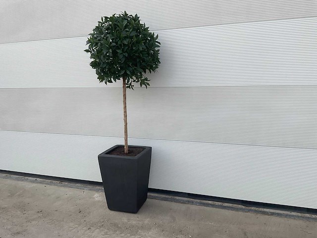 Kunst laurierboom in pot - afbeelding 1 van  6
