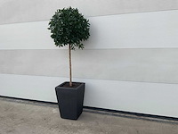 Kunst laurierboom in pot - afbeelding 1 van  6