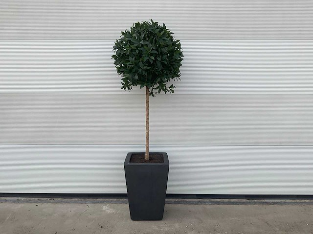 Kunst laurierboom in pot - afbeelding 2 van  6