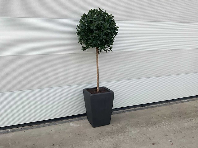 Kunst laurierboom in pot - afbeelding 1 van  4