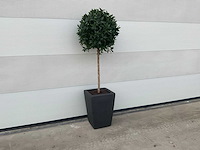 Kunst laurierboom in pot - afbeelding 1 van  4