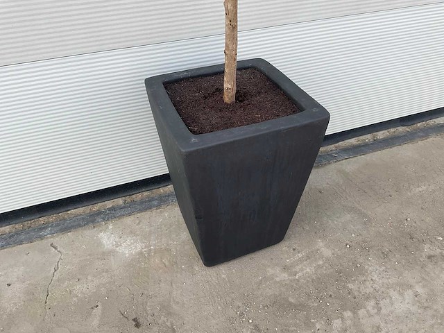 Kunst laurierboom in pot - afbeelding 2 van  4