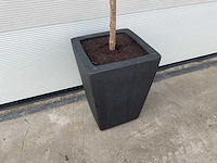 Kunst laurierboom in pot - afbeelding 2 van  4